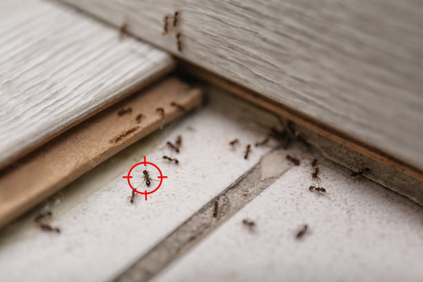Best Affordable Pest Control Services  in West Blocton, AL
