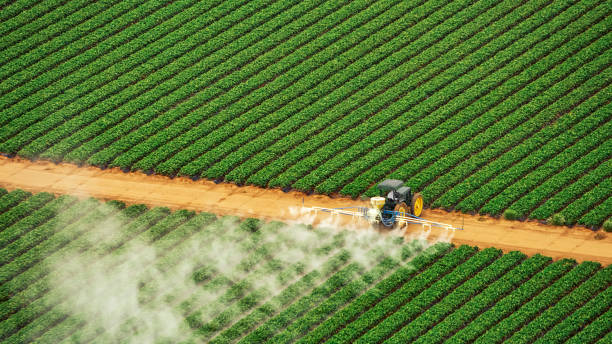 Best Wasp Removal Services  in West Blocton, AL