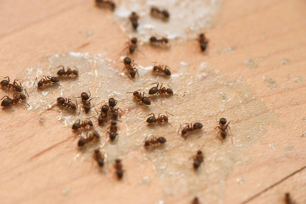 Best Ant Control Services  in West Blocton, AL