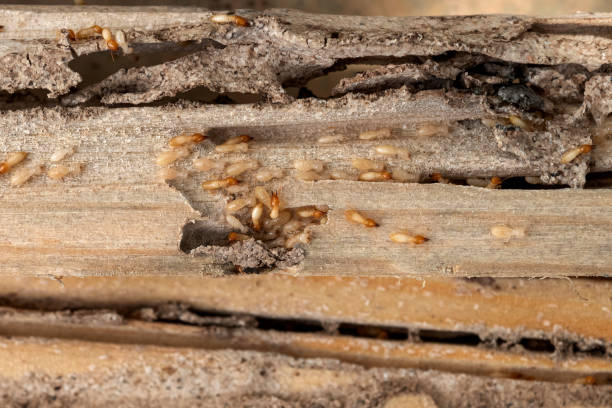 Best Pest Prevention Services  in West Blocton, AL